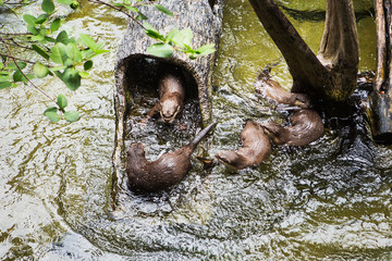 Smooth coated Otter - Lutrogale perspicillata - after a swim in