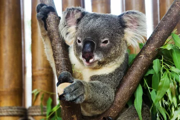 Papier Peint photo autocollant Koala ours koala dans le zoo