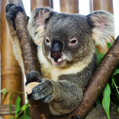 Koalabär im Zoo
