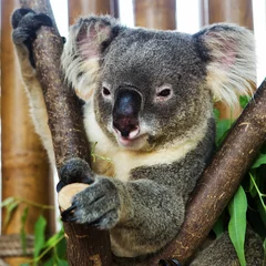 Printed kitchen splashbacks Koala koala bear in the zoo