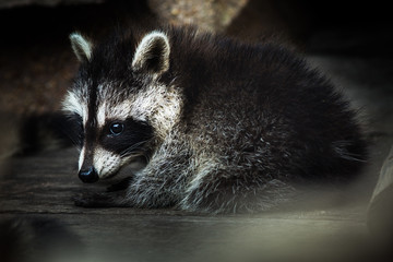 Raccoon