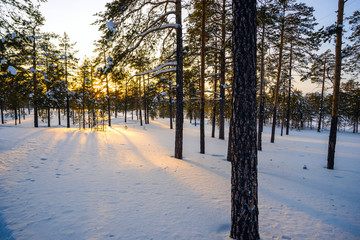 Winter forest ,  sun's rays at sunset.