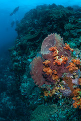Fototapeta na wymiar Diverse Coral Reef in Tropical Pacific