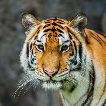 Fototapeta tiger
