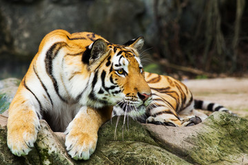 tiger