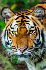 Cercles muraux Tigre tigre