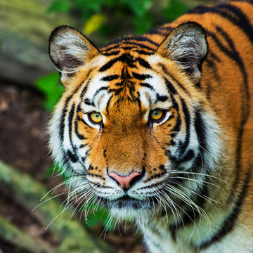 Fototapeta tiger
