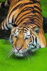 tiger
