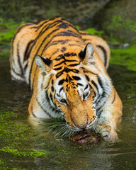 Fototapeta na wymiar Tigers swim
