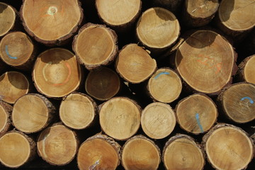 бревна лиственницы торцы

