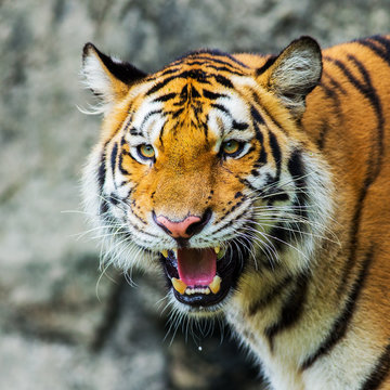 Fototapeta tiger