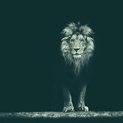 Photo sur Plexiglas Lion Portrait d& 39 un beau lion, lion dans l& 39 obscurité