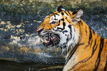 Fototapeta na wymiar Sumatran Tiger Roaring