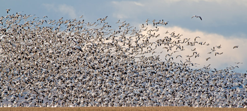 Snow Geese take flight