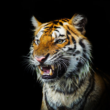 Young sumatran tiger walking out of phantom