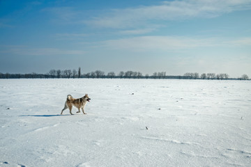 hunting dog Laika running on winter field