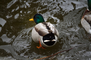 Enten am Teich im Winter