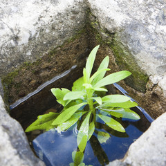 Power of life concept image. A small plant was born in an improbable place