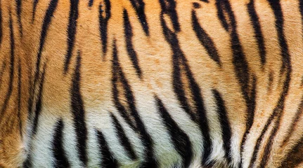 Crédence de cuisine en verre imprimé Tigre gros plan sur la texture de la peau de tigre