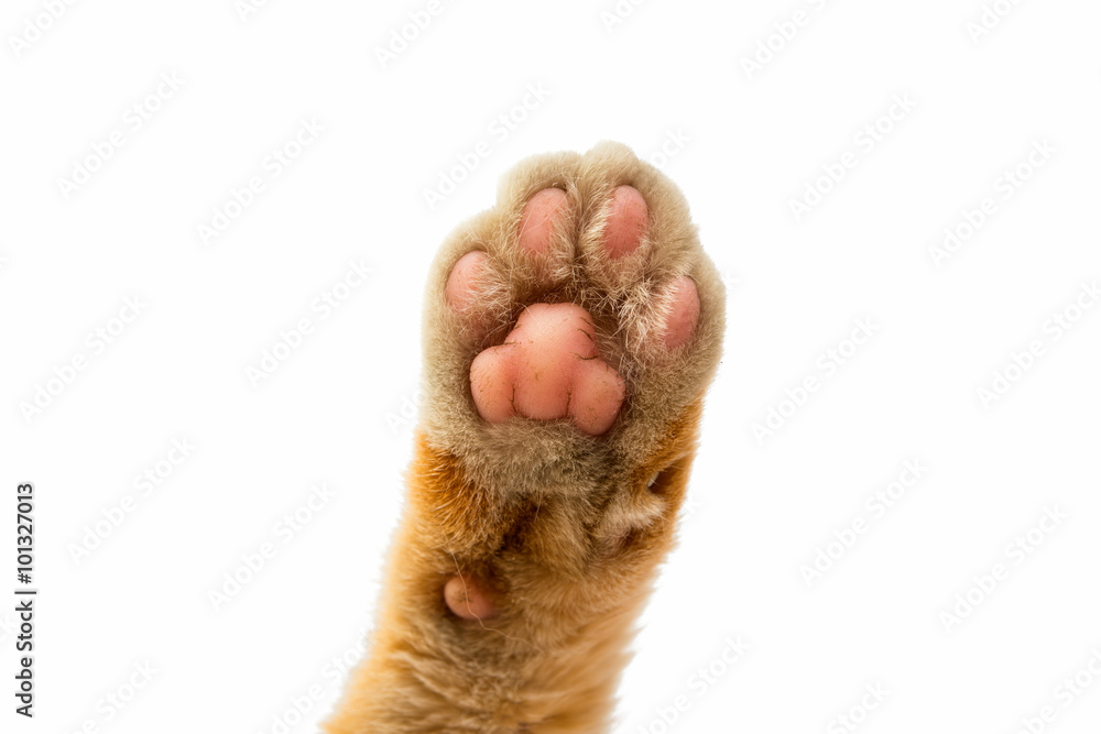 Wall mural cat paw isolated