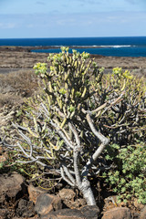  bush of Euphorbia balsamifera, tabaiba dulce, native to Canary Islands