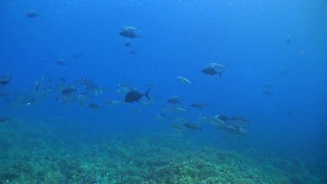 School of Bigeye Trevallies on a Coral Reef. Some fusiliers are around 