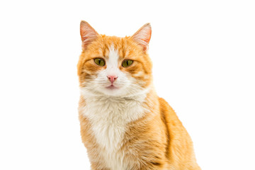 Portrait of red