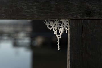 A piece of web that are frozen and attached to timber