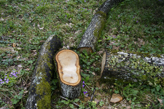 kesilmiş odun