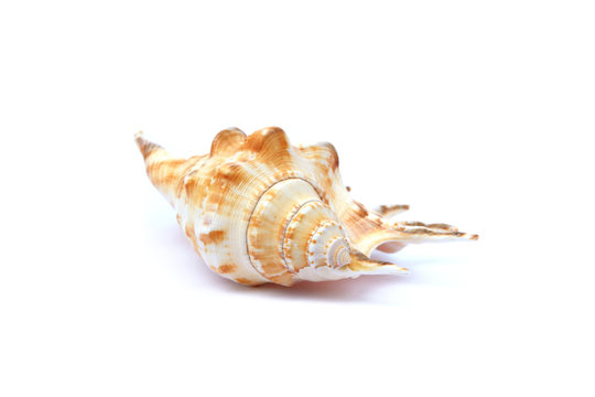 large sea snail