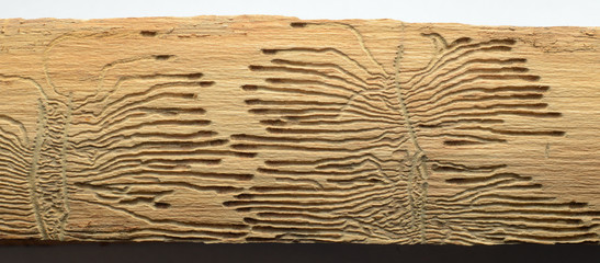 Old wood texture. Damaged tree surface