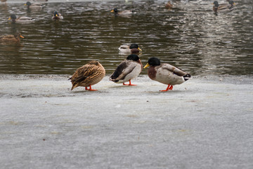 Enten am Teich im Winter