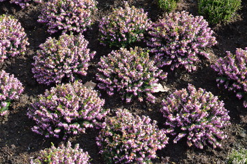 Heidegarten anlegen im Frühjahr