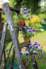 Pansies in flower pots decorated on an old wooden ladder in the garden