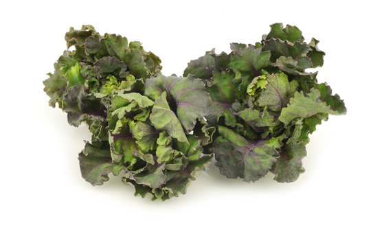freshly harvested kale sprouts on a white background