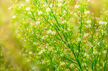 Obraz premium green grass background