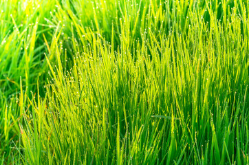 green grass  background