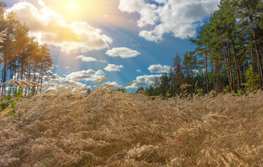 Beautiful yellow grass