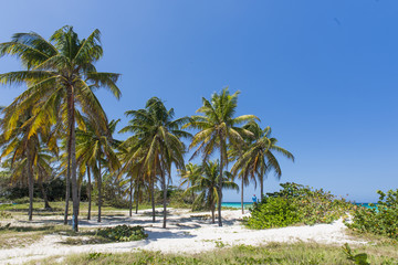 Fototapeta na wymiar Cuban palms in Varadero. Beach and sea blue water.
