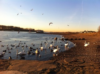 Obraz premium Wasservögel am Rhein bei Hitdorf