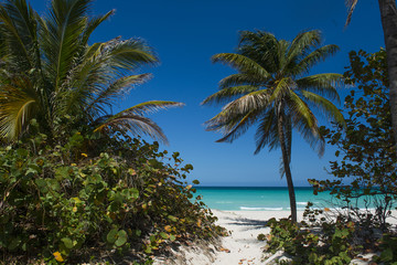 Fototapeta na wymiar Caribbean sea with beautiful blue water and palms