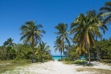 Fototapeta na wymiar Palms on Varadero cuban beach. Caribbean blue sea.