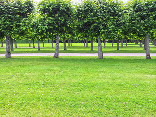 Beautiful linden trees in the summer park