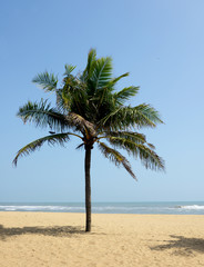Fototapeta na wymiar Holiday concept - lone palm tree on beach