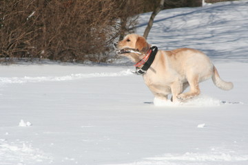 Golden Retriever Playing in the Snow after a blizzard