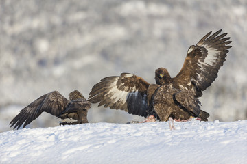 White-tailed eagles and Golden eagle fighting.