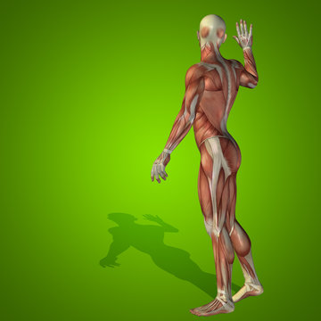 Conceptual 3D human man health anatomy