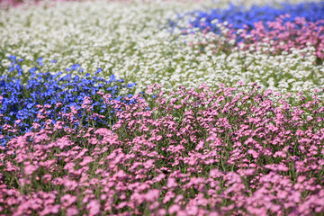 Flower field with many forget-me-not (Myosotis) plants in various colors