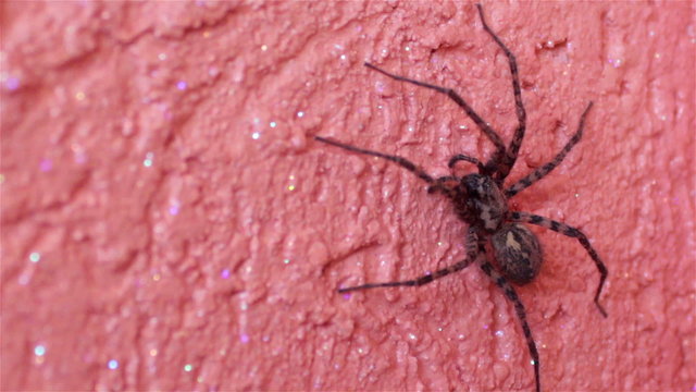 spider on the wall/ big spider crawling on the wall at home