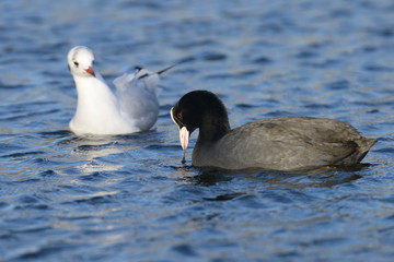 Eurasian Coot, Coot, Fulica atra